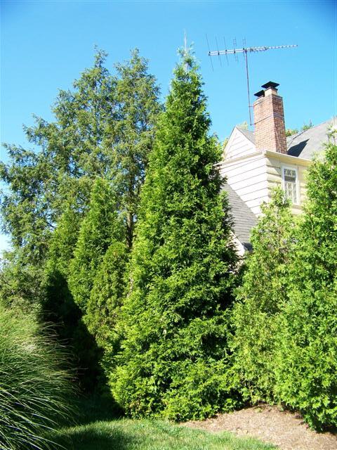 Spring Grove Western red-cedar trees